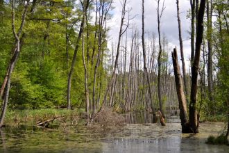 Expertos advierten: El colapso de la biodiversidad supera ya la crisis climática como amenaza principal